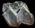 Fossil Brontotherium (Titanothere) Molar - South Dakota #50797-2